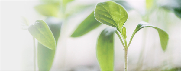 Mikono ya mtu mzima ikishika mchanga wenye miche midogo